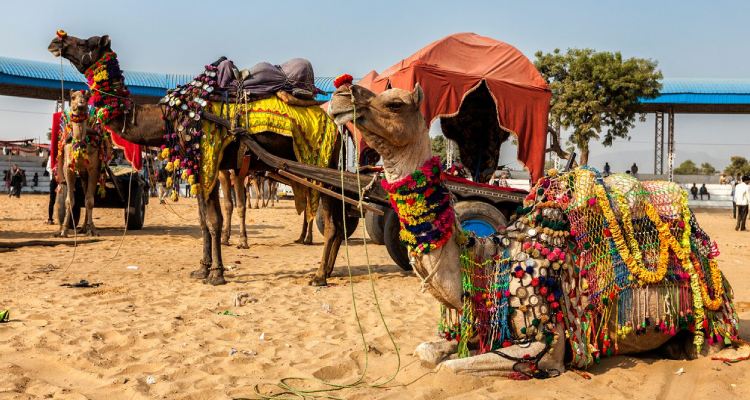 Pushkar Day Trip – Lake, Temples & Local Bazaars
